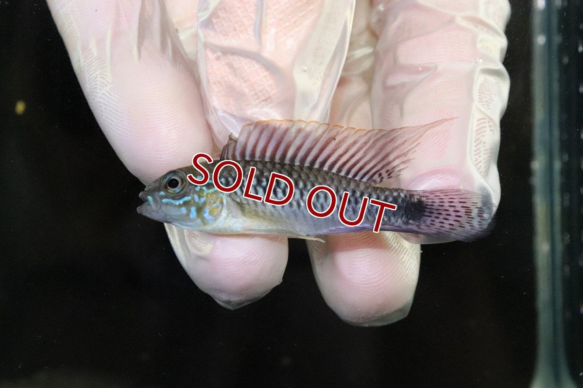 画像2: 【淡水魚】【通販】No1 アピストグラマ sp プルクラ リオブランコ産【1ペア 個体販売】(アピストグラマ)(生体)(熱帯魚)NKAP (2)