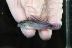 画像2: 【淡水魚】【通販】No1 アピストグラマ sp プルクラ リオブランコ産【１ペア 個体販売】(アピストグラマ)(生体)(熱帯魚)NKAP (2)