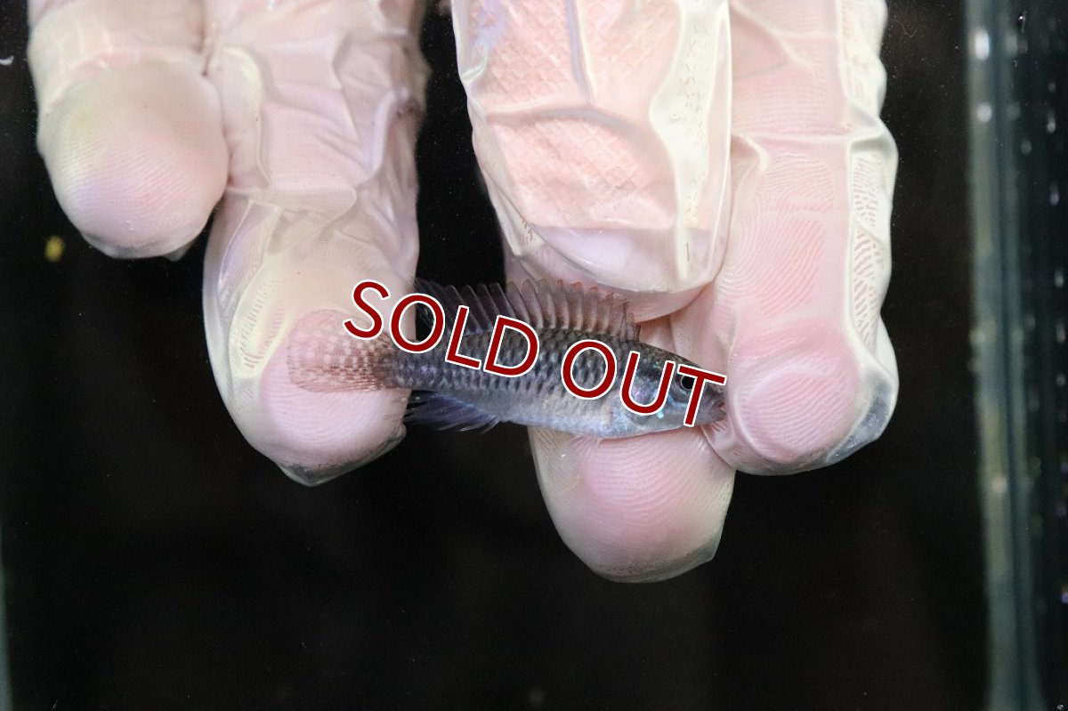 画像3: 【淡水魚】【通販】No1 アピストグラマ sp プルクラ リオブランコ産【1ペア 個体販売】(アピストグラマ)(生体)(熱帯魚)NKAP (3)