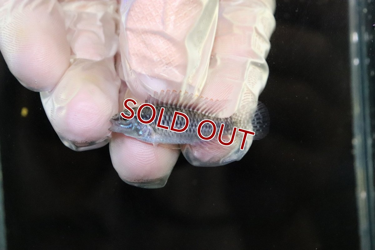 画像4: 【淡水魚】【通販】No1 アピストグラマ sp プルクラ リオブランコ産【1ペア 個体販売】(アピストグラマ)(生体)(熱帯魚)NKAP (4)