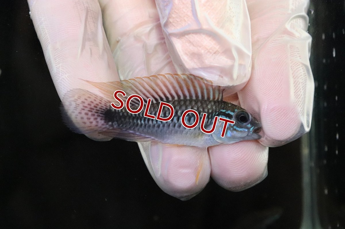 画像1: 【淡水魚】【通販】No2 アピストグラマ sp プルクラ リオブランコ産【1ペア 個体販売】(アピストグラマ)(生体)(熱帯魚)NKAP (1)