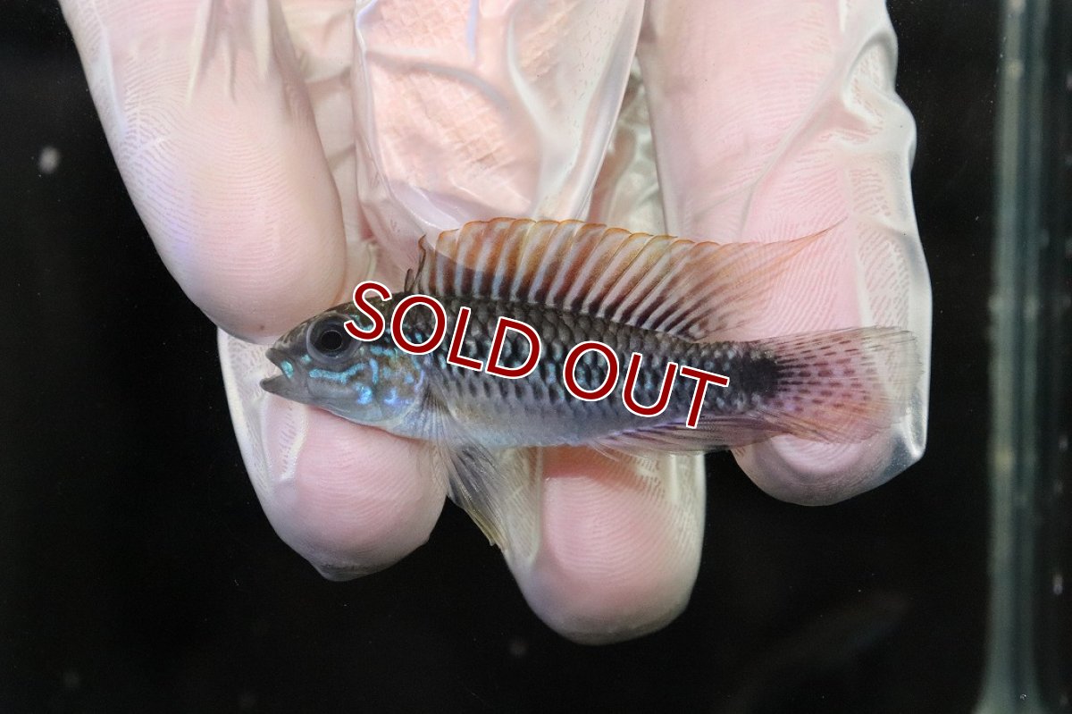 画像2: 【淡水魚】【通販】No2 アピストグラマ sp プルクラ リオブランコ産【1ペア 個体販売】(アピストグラマ)(生体)(熱帯魚)NKAP (2)