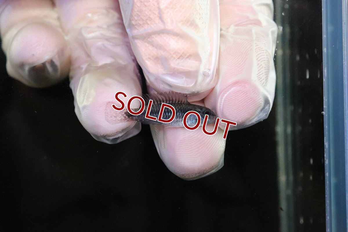 画像3: 【淡水魚】【通販】No2 アピストグラマ sp プルクラ リオブランコ産【1ペア 個体販売】(アピストグラマ)(生体)(熱帯魚)NKAP (3)