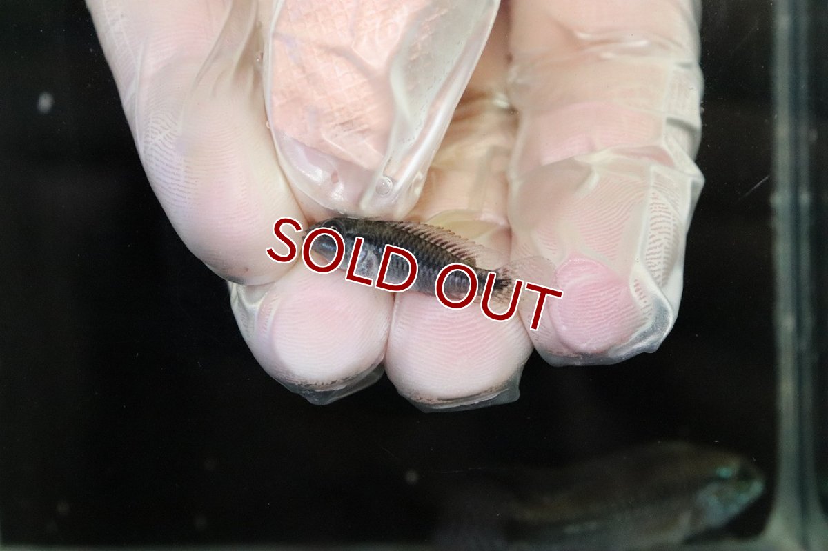 画像4: 【淡水魚】【通販】No2 アピストグラマ sp プルクラ リオブランコ産【1ペア 個体販売】(アピストグラマ)(生体)(熱帯魚)NKAP (4)