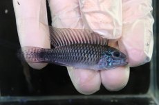 画像1: 【淡水魚】【通販】No3 アピストグラマ sp プルクラ リオブランコ産【１ペア 個体販売】(アピストグラマ)(生体)(熱帯魚)NKAP (1)