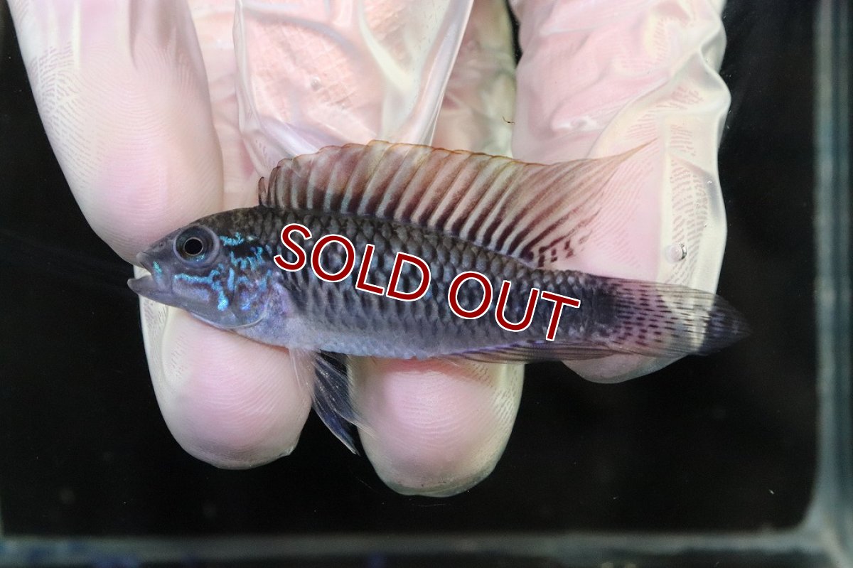 画像2: 【淡水魚】【通販】No3 アピストグラマ sp プルクラ リオブランコ産【1ペア 個体販売】(アピストグラマ)(生体)(熱帯魚)NKAP (2)