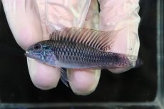 画像2: 【淡水魚】【通販】No3 アピストグラマ sp プルクラ リオブランコ産【１ペア 個体販売】(アピストグラマ)(生体)(熱帯魚)NKAP (2)