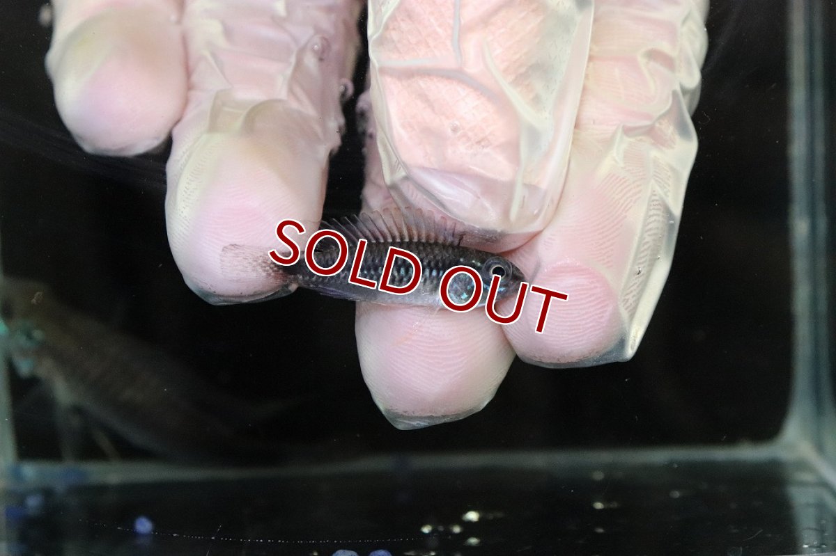 画像3: 【淡水魚】【通販】No3 アピストグラマ sp プルクラ リオブランコ産【1ペア 個体販売】(アピストグラマ)(生体)(熱帯魚)NKAP (3)