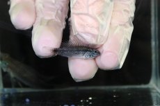 画像3: 【淡水魚】【通販】No3 アピストグラマ sp プルクラ リオブランコ産【１ペア 個体販売】(アピストグラマ)(生体)(熱帯魚)NKAP (3)