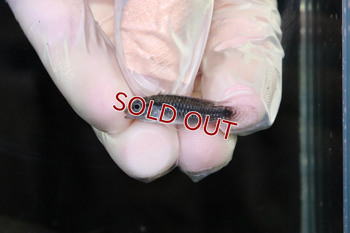 画像4: 【淡水魚】【通販】No3 アピストグラマ sp プルクラ リオブランコ産【1ペア 個体販売】(アピストグラマ)(生体)(熱帯魚)NKAP (4)