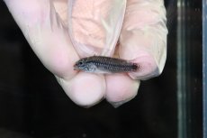 画像4: 【淡水魚】【通販】No3 アピストグラマ sp プルクラ リオブランコ産【１ペア 個体販売】(アピストグラマ)(生体)(熱帯魚)NKAP (4)