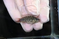 画像1: 【淡水魚】【通販】No1 アピストグラマ グランデリーギガス【１ペア 個体販売】(アピストグラマ)(生体)(熱帯魚)NKAP (1)