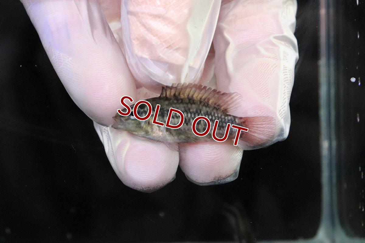 画像2: 【淡水魚】【通販】No1 アピストグラマ グランデリーギガス【１ペア 個体販売】(アピストグラマ)(生体)(熱帯魚)NKAP (2)