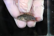 画像2: 【淡水魚】【通販】No1 アピストグラマ グランデリーギガス【１ペア 個体販売】(アピストグラマ)(生体)(熱帯魚)NKAP (2)