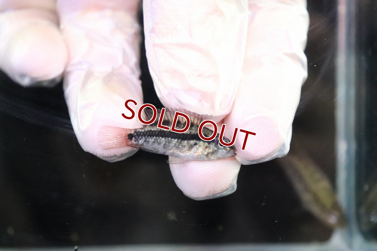 画像3: 【淡水魚】【通販】No1 アピストグラマ グランデリーギガス【１ペア 個体販売】(アピストグラマ)(生体)(熱帯魚)NKAP (3)