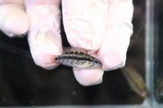 画像3: 【淡水魚】【通販】No1 アピストグラマ グランデリーギガス【１ペア 個体販売】(アピストグラマ)(生体)(熱帯魚)NKAP (3)