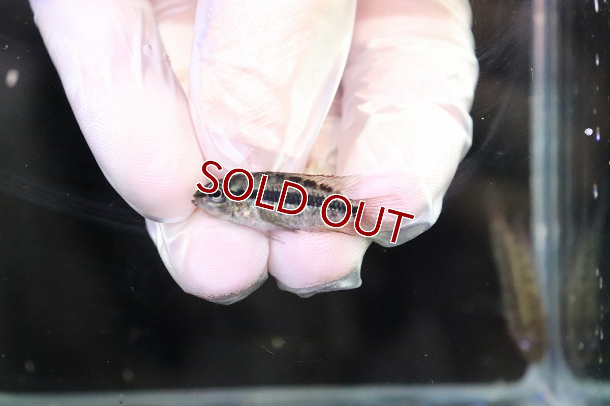 画像4: 【淡水魚】【通販】No1 アピストグラマ グランデリーギガス【１ペア 個体販売】(アピストグラマ)(生体)(熱帯魚)NKAP (4)