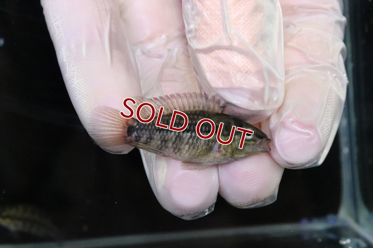 画像1: 【淡水魚】【通販】No2 アピストグラマ グランデリーギガス【１ペア 個体販売】(アピストグラマ)(生体)(熱帯魚)NKAP (1)