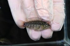 画像1: 【淡水魚】【通販】No2 アピストグラマ グランデリーギガス【１ペア 個体販売】(アピストグラマ)(生体)(熱帯魚)NKAP (1)