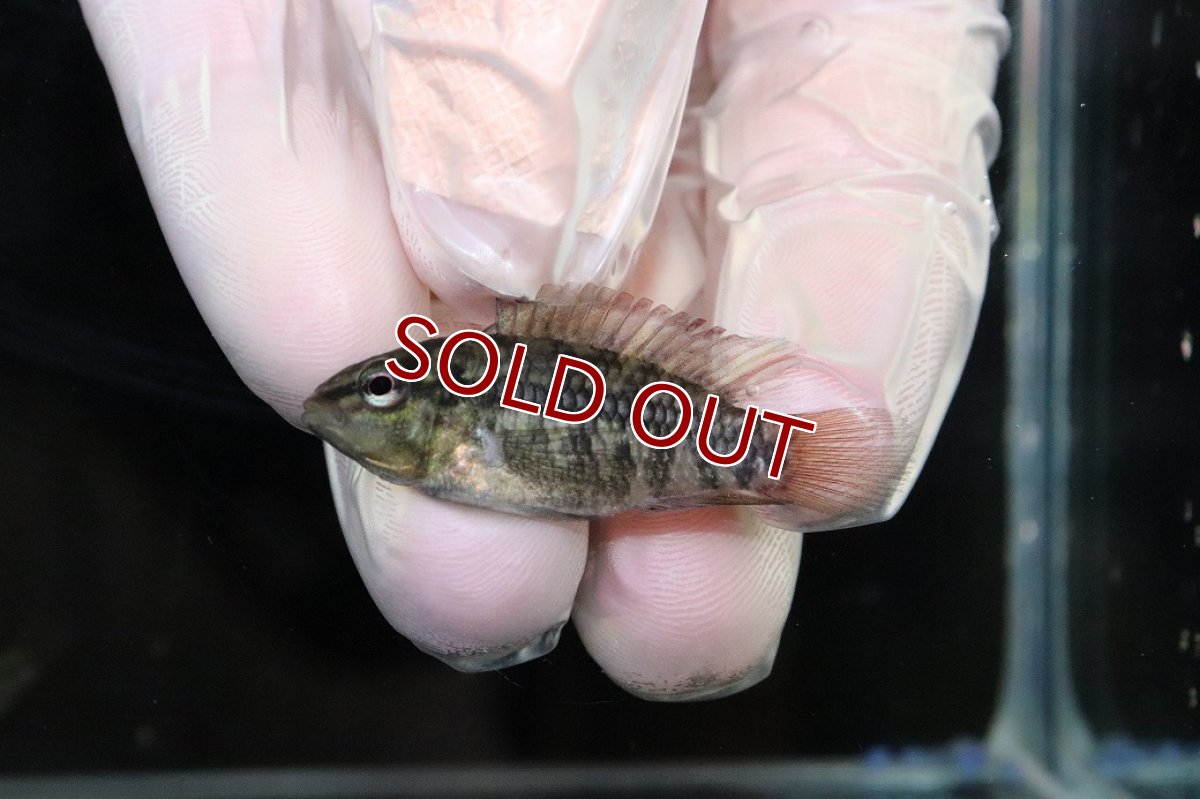 画像2: 【淡水魚】【通販】No2 アピストグラマ グランデリーギガス【１ペア 個体販売】(アピストグラマ)(生体)(熱帯魚)NKAP (2)