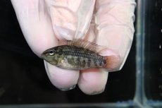 画像2: 【淡水魚】【通販】No2 アピストグラマ グランデリーギガス【１ペア 個体販売】(アピストグラマ)(生体)(熱帯魚)NKAP (2)