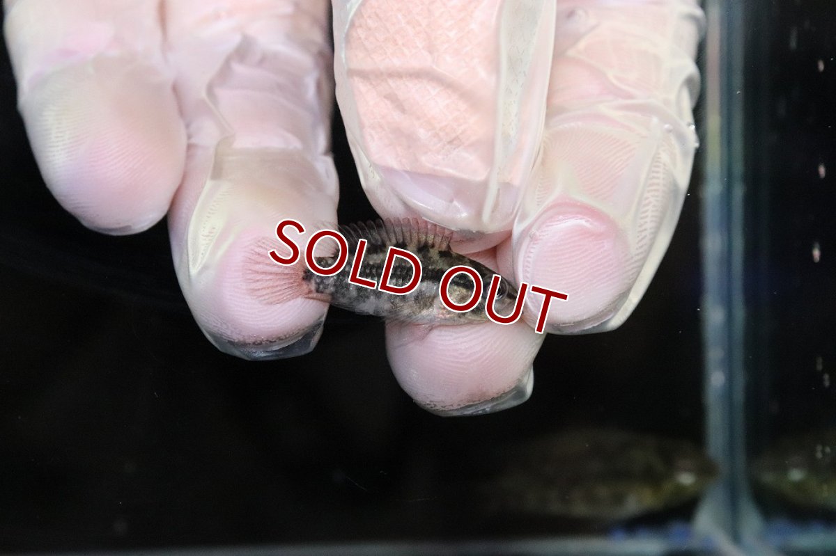 画像3: 【淡水魚】【通販】No2 アピストグラマ グランデリーギガス【１ペア 個体販売】(アピストグラマ)(生体)(熱帯魚)NKAP (3)