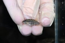 画像4: 【淡水魚】【通販】No2 アピストグラマ グランデリーギガス【１ペア 個体販売】(アピストグラマ)(生体)(熱帯魚)NKAP (4)