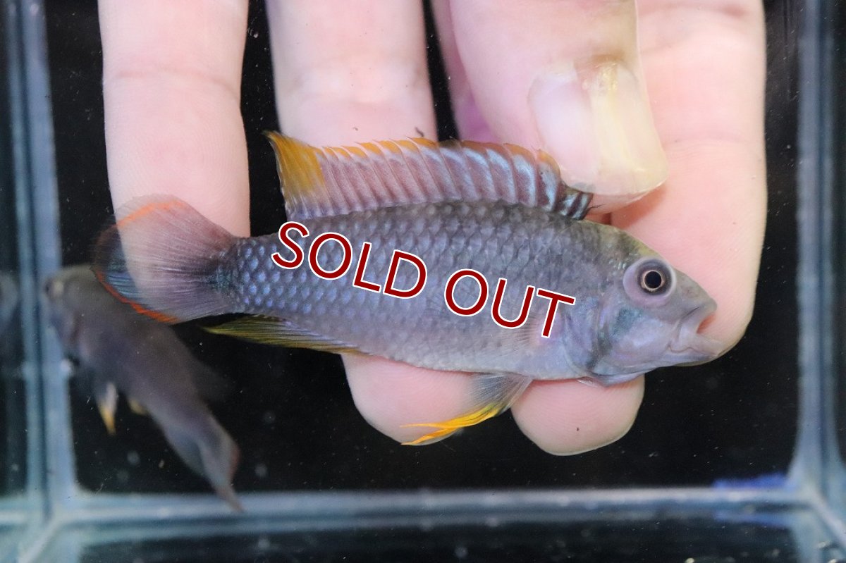 画像1: 【淡水魚】【通販】アピストグラマ パンドゥロ【１ペア 個体販売】(アピストグラマ)(生体)(熱帯魚)NKAP (1)