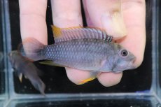 画像1: 【淡水魚】【通販】アピストグラマ パンドゥロ【１ペア 個体販売】(アピストグラマ)(生体)(熱帯魚)NKAP (1)