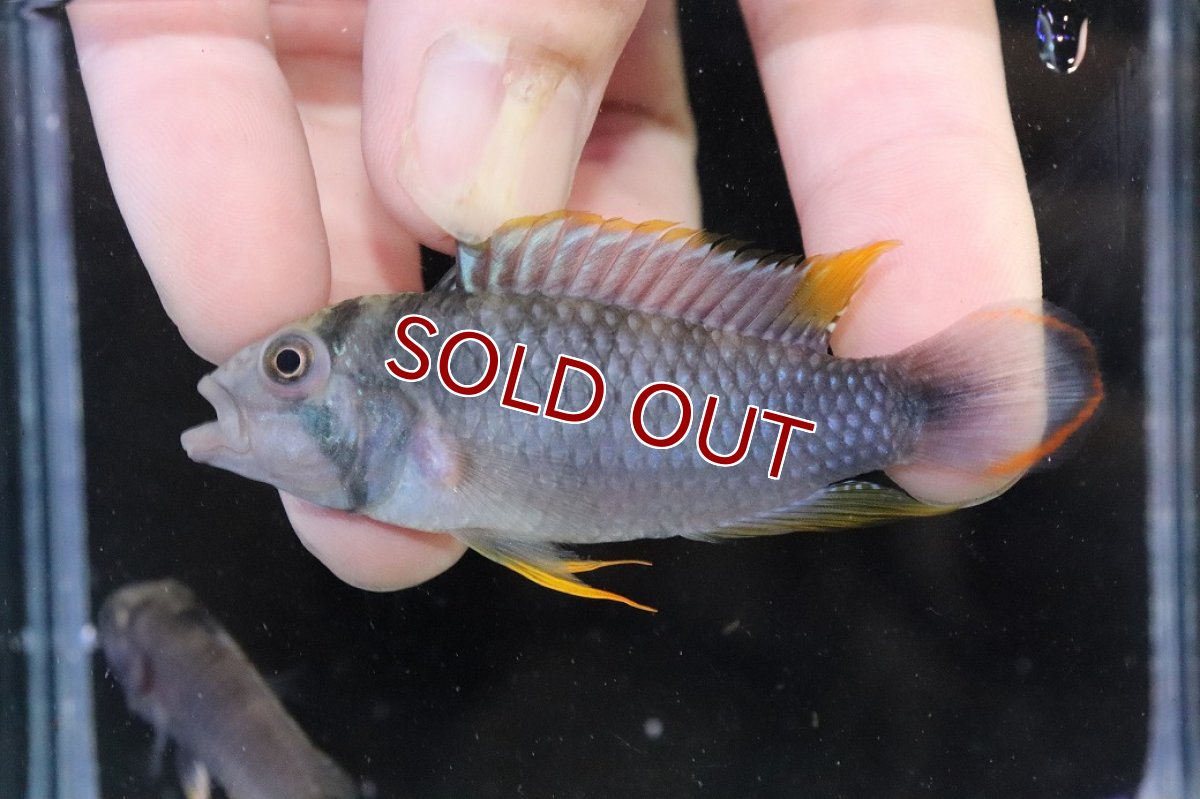 画像2: 【淡水魚】【通販】アピストグラマ パンドゥロ【１ペア 個体販売】(アピストグラマ)(生体)(熱帯魚)NKAP (2)