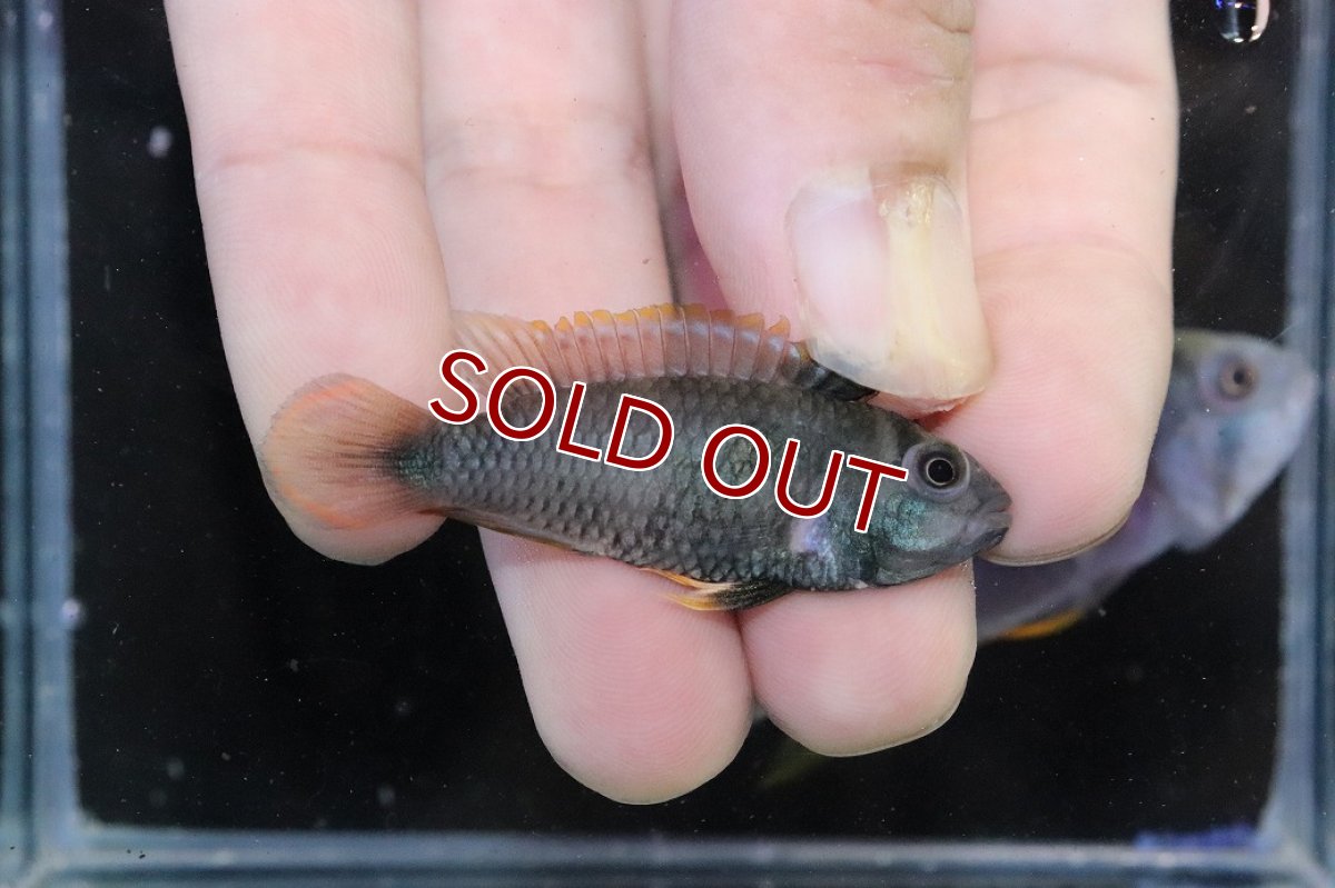 画像3: 【淡水魚】【通販】アピストグラマ パンドゥロ【１ペア 個体販売】(アピストグラマ)(生体)(熱帯魚)NKAP (3)