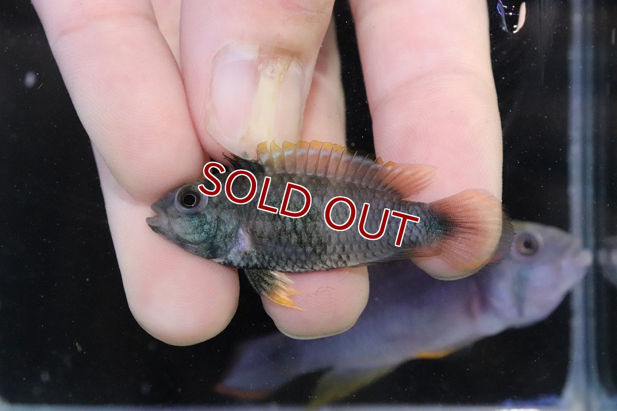 画像4: 【淡水魚】【通販】アピストグラマ パンドゥロ【１ペア 個体販売】(アピストグラマ)(生体)(熱帯魚)NKAP (4)