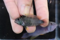 画像4: 【淡水魚】【通販】アピストグラマ パンドゥロ【１ペア 個体販売】(アピストグラマ)(生体)(熱帯魚)NKAP (4)