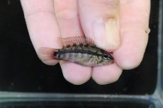画像1: 【淡水魚】【通販】No1 アピストグラマ グランデリーギガス【１ペア 個体販売】(アピストグラマ)(生体)(熱帯魚)NKAP (1)