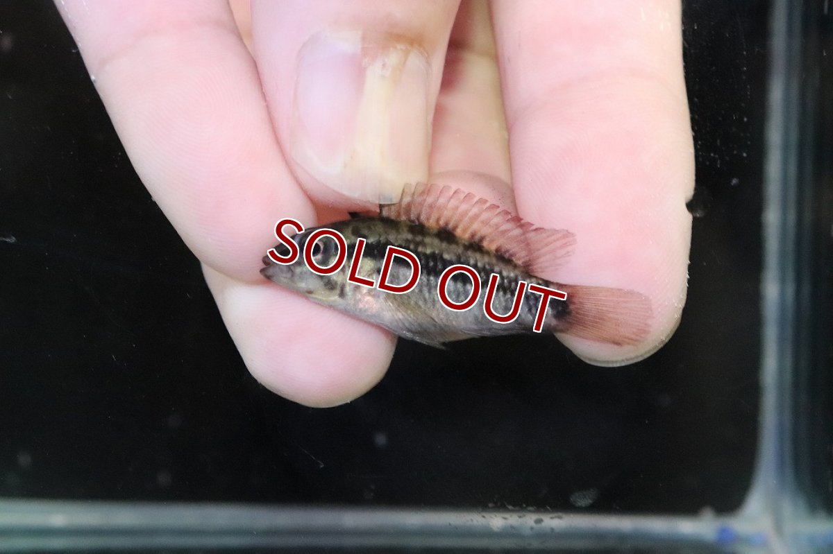 画像2: 【淡水魚】【通販】No1 アピストグラマ グランデリーギガス【１ペア 個体販売】(アピストグラマ)(生体)(熱帯魚)NKAP (2)