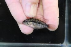 画像2: 【淡水魚】【通販】No1 アピストグラマ グランデリーギガス【１ペア 個体販売】(アピストグラマ)(生体)(熱帯魚)NKAP (2)