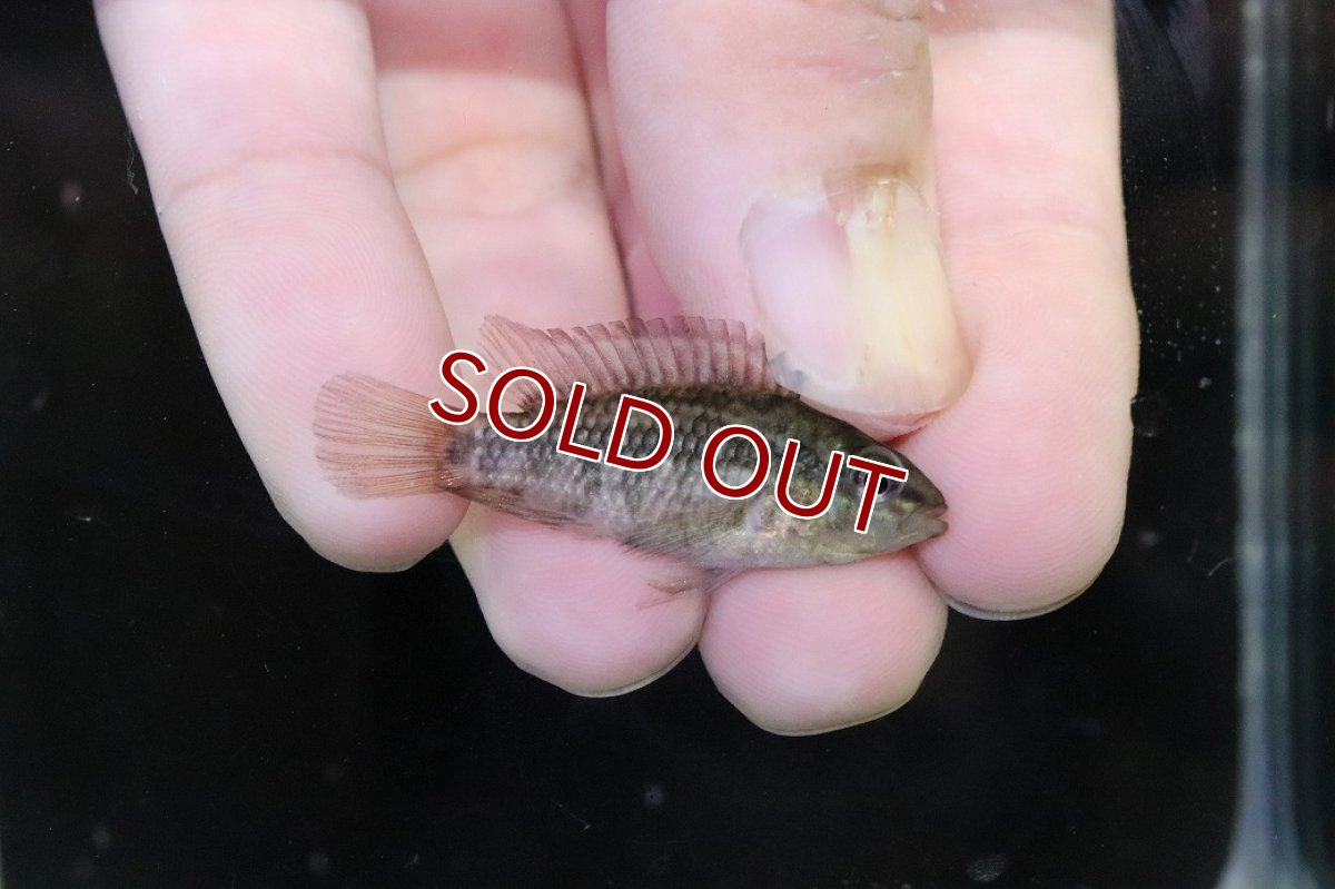 画像3: 【淡水魚】【通販】No1 アピストグラマ グランデリーギガス【１ペア 個体販売】(アピストグラマ)(生体)(熱帯魚)NKAP (3)