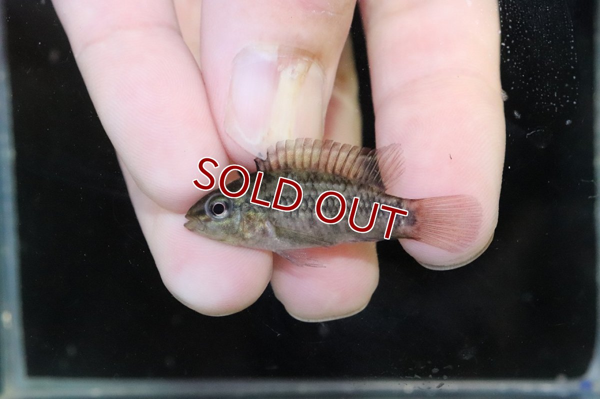 画像4: 【淡水魚】【通販】No1 アピストグラマ グランデリーギガス【１ペア 個体販売】(アピストグラマ)(生体)(熱帯魚)NKAP (4)