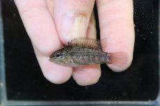 画像4: 【淡水魚】【通販】No1 アピストグラマ グランデリーギガス【１ペア 個体販売】(アピストグラマ)(生体)(熱帯魚)NKAP (4)