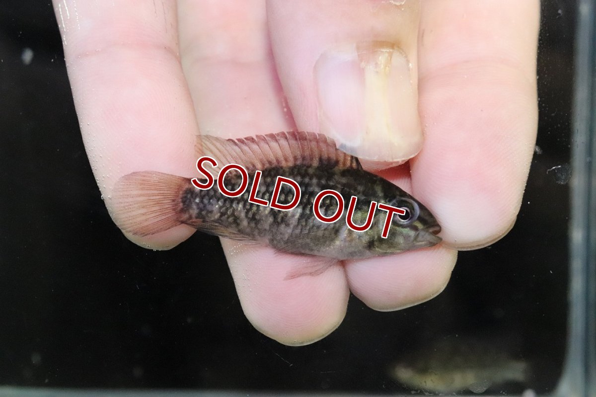 画像1: 【淡水魚】【通販】No2 アピストグラマ グランデリーギガス【１ペア 個体販売】(アピストグラマ)(生体)(熱帯魚)NKAP (1)