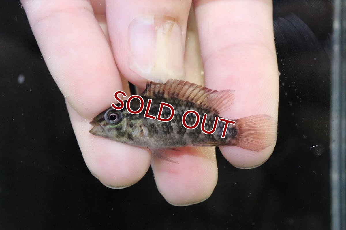 画像2: 【淡水魚】【通販】No2 アピストグラマ グランデリーギガス【１ペア 個体販売】(アピストグラマ)(生体)(熱帯魚)NKAP (2)