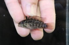 画像2: 【淡水魚】【通販】No2 アピストグラマ グランデリーギガス【１ペア 個体販売】(アピストグラマ)(生体)(熱帯魚)NKAP (2)