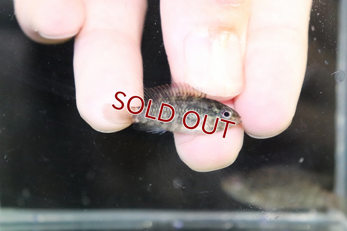 画像3: 【淡水魚】【通販】No2 アピストグラマ グランデリーギガス【１ペア 個体販売】(アピストグラマ)(生体)(熱帯魚)NKAP (3)