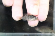 画像3: 【淡水魚】【通販】No2 アピストグラマ グランデリーギガス【１ペア 個体販売】(アピストグラマ)(生体)(熱帯魚)NKAP (3)