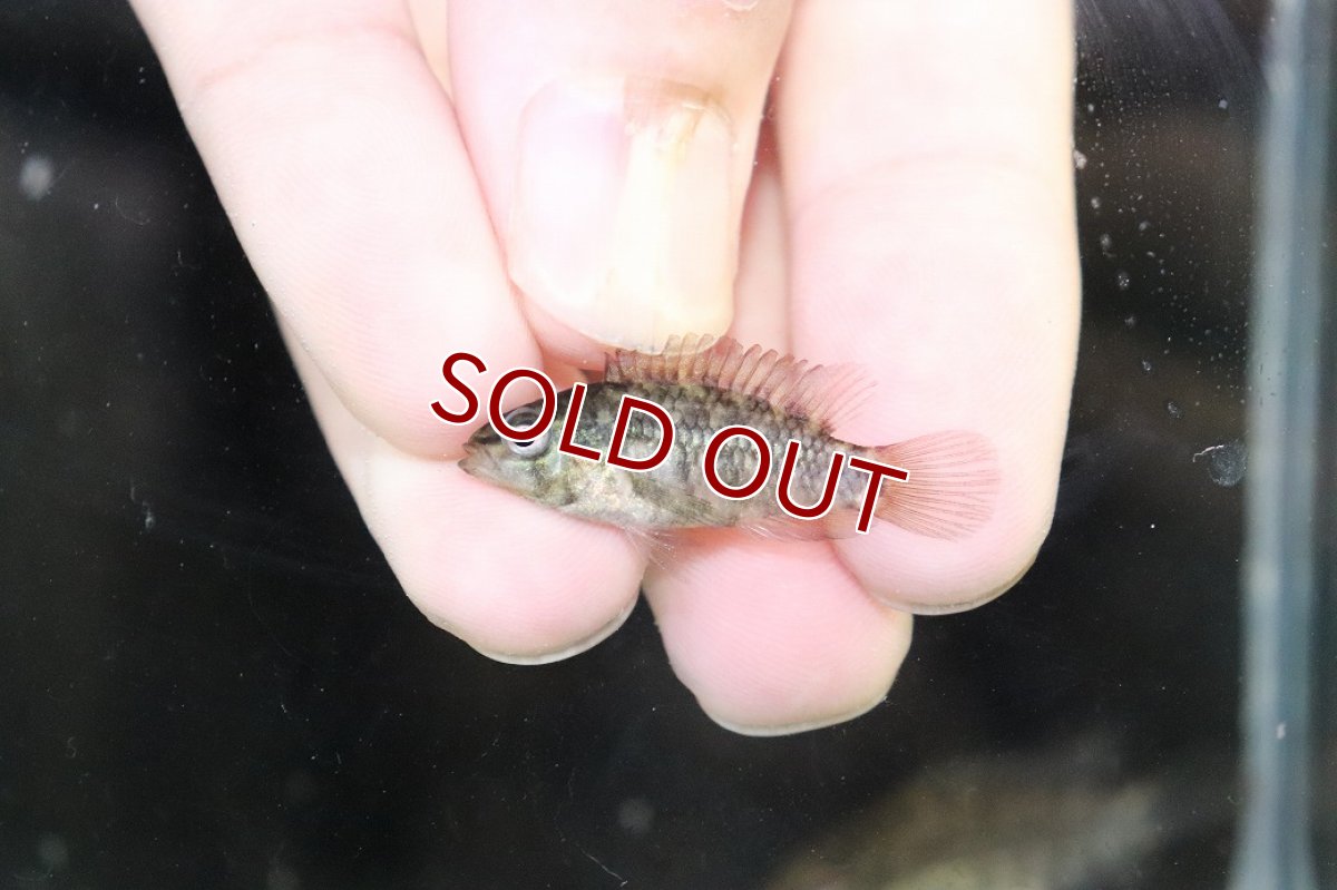 画像4: 【淡水魚】【通販】No2 アピストグラマ グランデリーギガス【１ペア 個体販売】(アピストグラマ)(生体)(熱帯魚)NKAP (4)