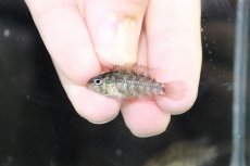 画像4: 【淡水魚】【通販】No2 アピストグラマ グランデリーギガス【１ペア 個体販売】(アピストグラマ)(生体)(熱帯魚)NKAP (4)