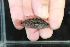 画像1: 【淡水魚】【通販】No3 アピストグラマ グランデリーギガス【１ペア 個体販売】(アピストグラマ)(生体)(熱帯魚)NKAP (1)