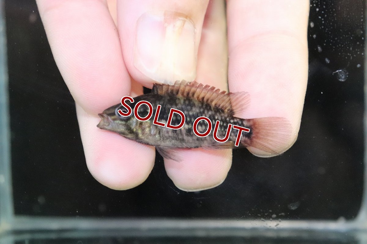 画像2: 【淡水魚】【通販】No3 アピストグラマ グランデリーギガス【１ペア 個体販売】(アピストグラマ)(生体)(熱帯魚)NKAP (2)