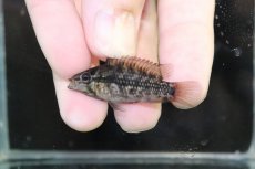 画像2: 【淡水魚】【通販】No3 アピストグラマ グランデリーギガス【１ペア 個体販売】(アピストグラマ)(生体)(熱帯魚)NKAP (2)