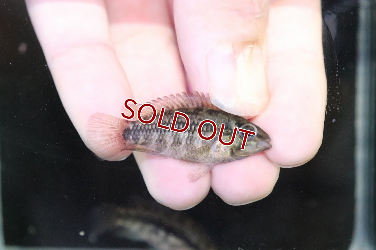 画像3: 【淡水魚】【通販】No3 アピストグラマ グランデリーギガス【１ペア 個体販売】(アピストグラマ)(生体)(熱帯魚)NKAP (3)